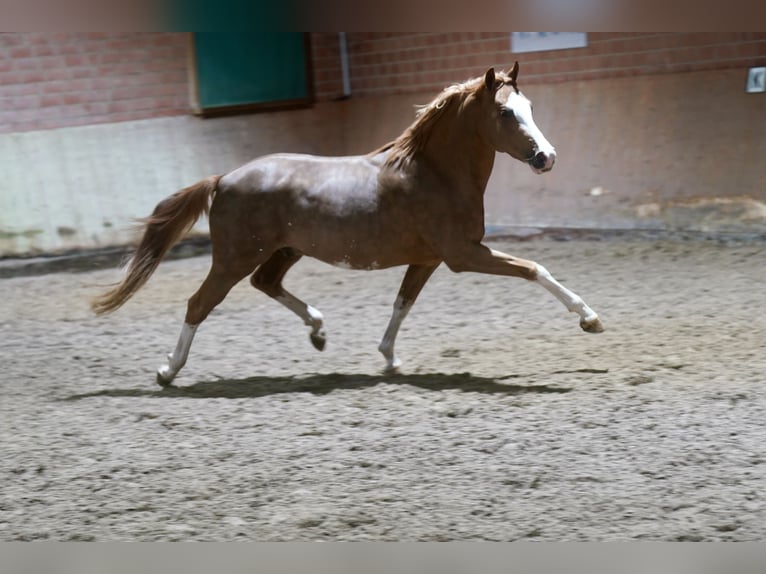 Deutsches Reitpony Hengst 3 Jahre 147 cm Fuchs in Paderborn