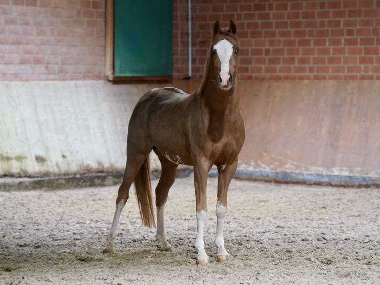 Deutsches Reitpony Hengst 3 Jahre 147 cm Fuchs in Paderborn