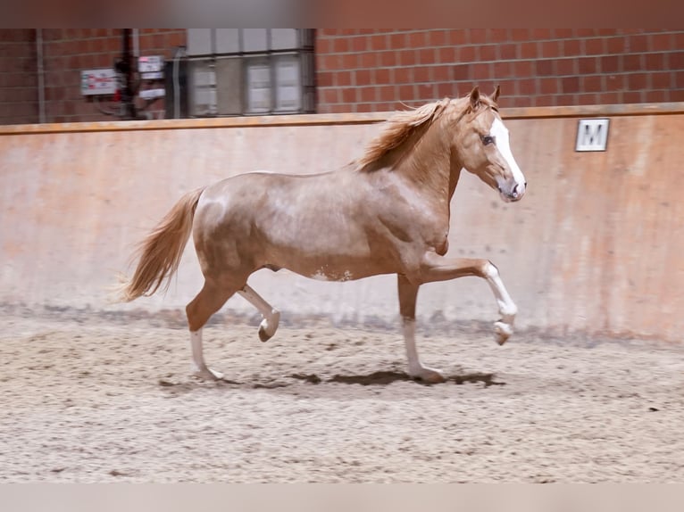 Deutsches Reitpony Hengst 3 Jahre 147 cm Fuchs in Paderborn