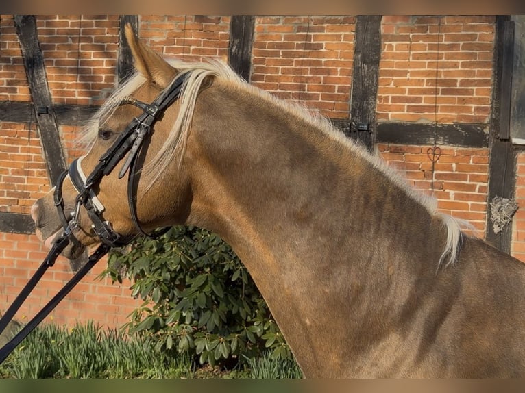 Deutsches Reitpony Hengst 3 Jahre 147 cm Palomino in Achim