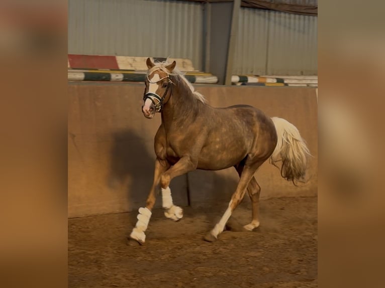 Deutsches Reitpony Hengst 3 Jahre 147 cm Palomino in Achim