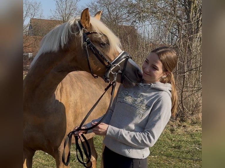 Deutsches Reitpony Hengst 3 Jahre 147 cm Palomino in Achim