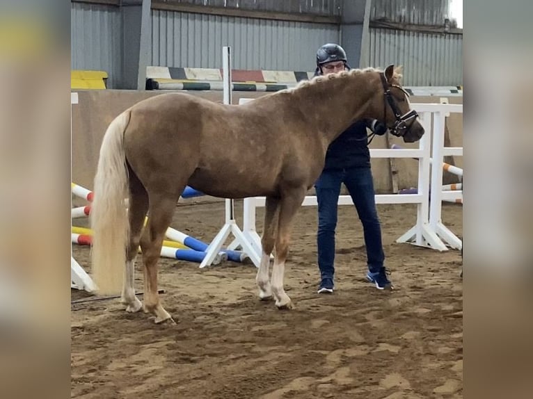 Deutsches Reitpony Hengst 3 Jahre 147 cm Palomino in Achim