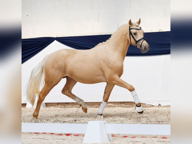 Deutsches Reitpony Hengst 3 Jahre 147 cm Palomino in Warendorf