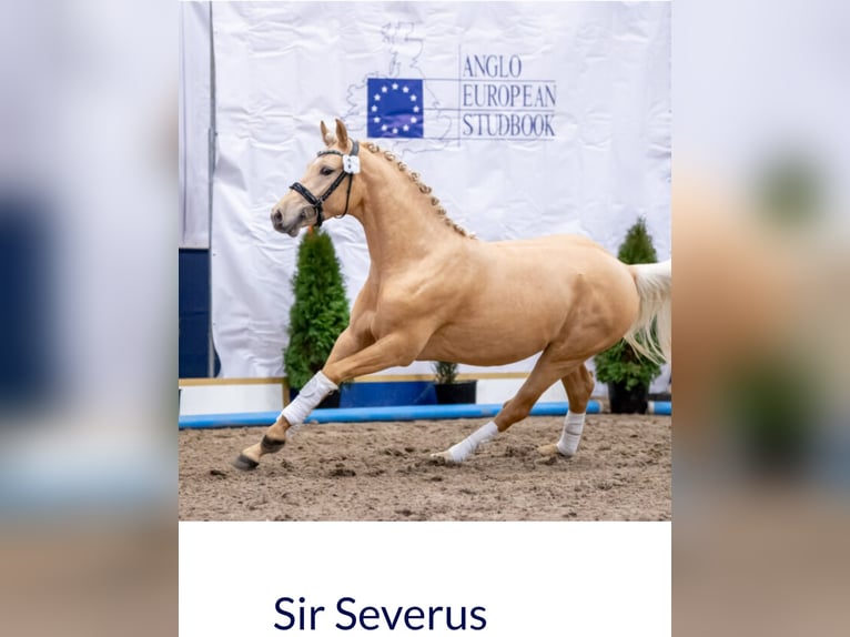 Deutsches Reitpony Hengst 3 Jahre 147 cm Palomino in Warendorf