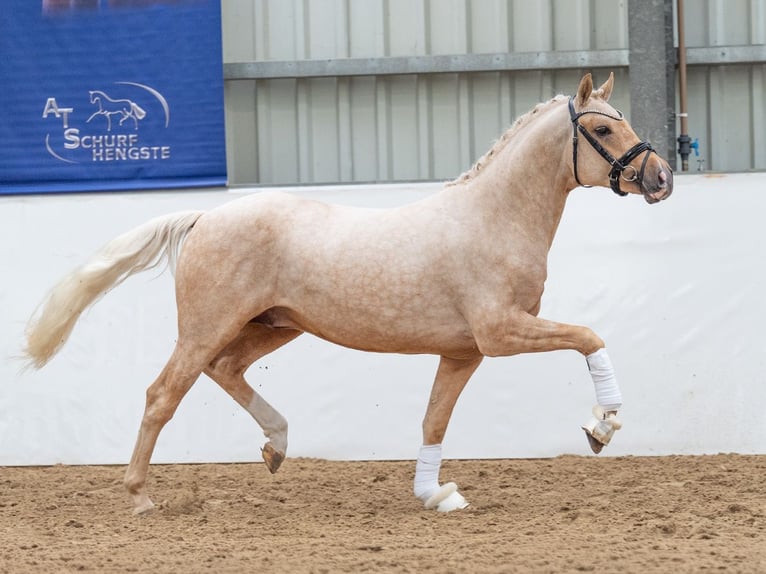 Deutsches Reitpony Hengst 3 Jahre 147 cm Palomino in Bedburg