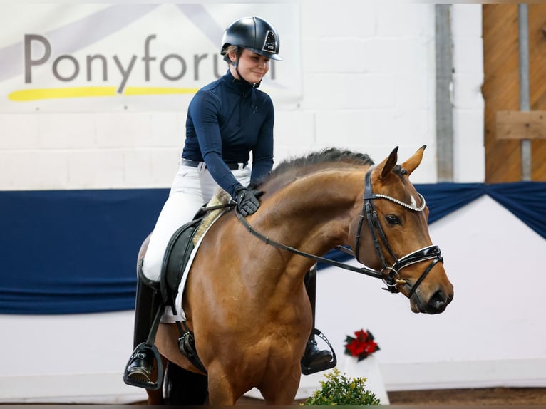 Deutsches Reitpony Hengst 3 Jahre 148 cm Brauner in Marsberg