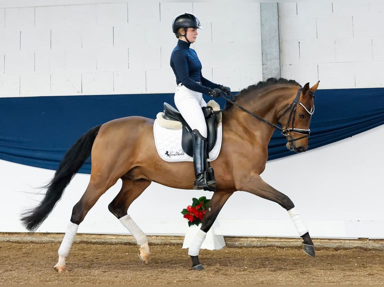 Deutsches Reitpony Hengst 3 Jahre 148 cm Brauner in Marsberg