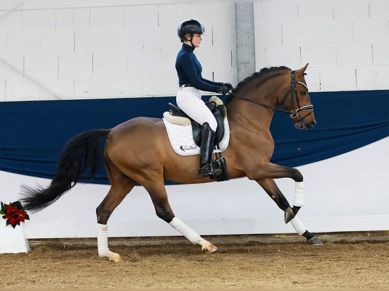 Deutsches Reitpony Hengst 3 Jahre 148 cm Brauner in Marsberg