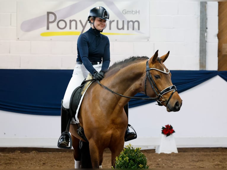 Deutsches Reitpony Hengst 3 Jahre 148 cm Brauner in Marsberg