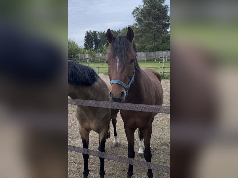 Deutsches Reitpony Hengst 3 Jahre 148 cm Brauner in Lachendorf