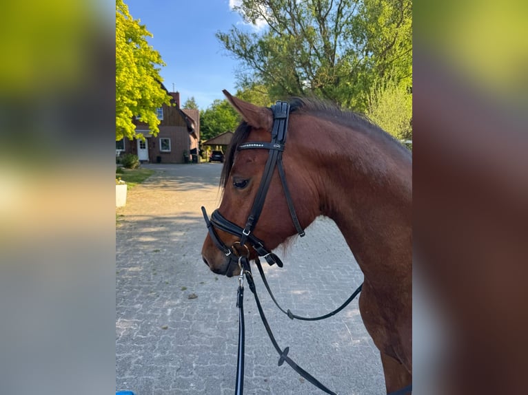 Deutsches Reitpony Hengst 3 Jahre 148 cm Brauner in Lachendorf