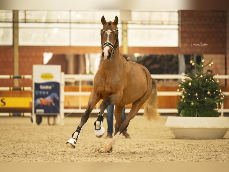 Deutsches Reitpony Hengst 3 Jahre 148 cm Brauner in Vettweiß