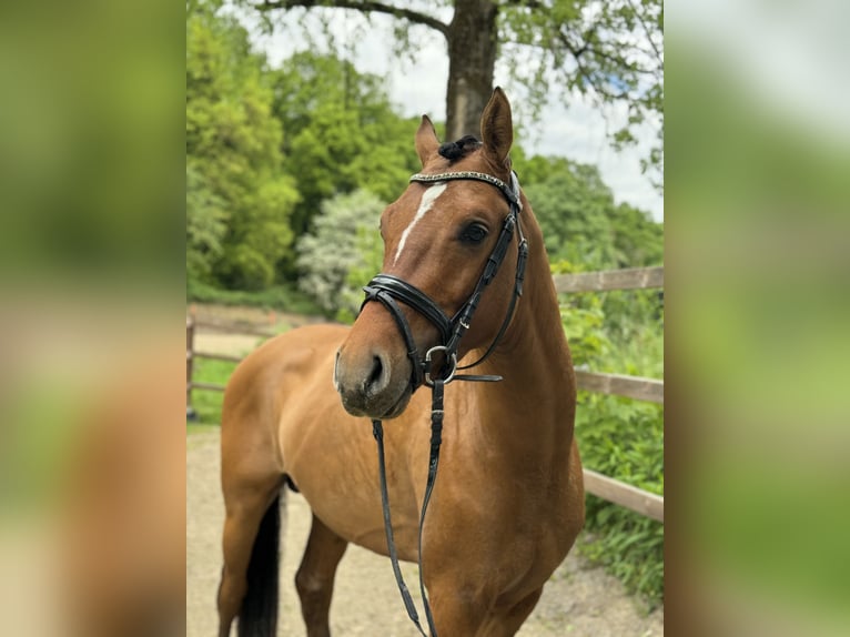 Deutsches Reitpony Hengst 3 Jahre 148 cm Brauner in Lünen
