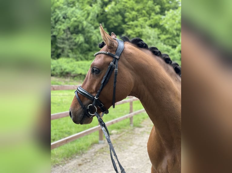 Deutsches Reitpony Hengst 3 Jahre 148 cm Brauner in Lünen