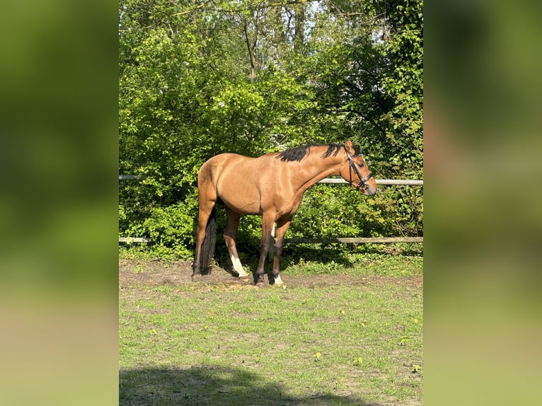 Deutsches Reitpony Hengst 3 Jahre 148 cm Brauner in Lünen