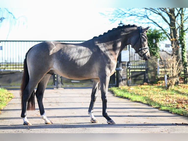 Deutsches Reitpony Hengst 3 Jahre 148 cm Buckskin in Vettweiß