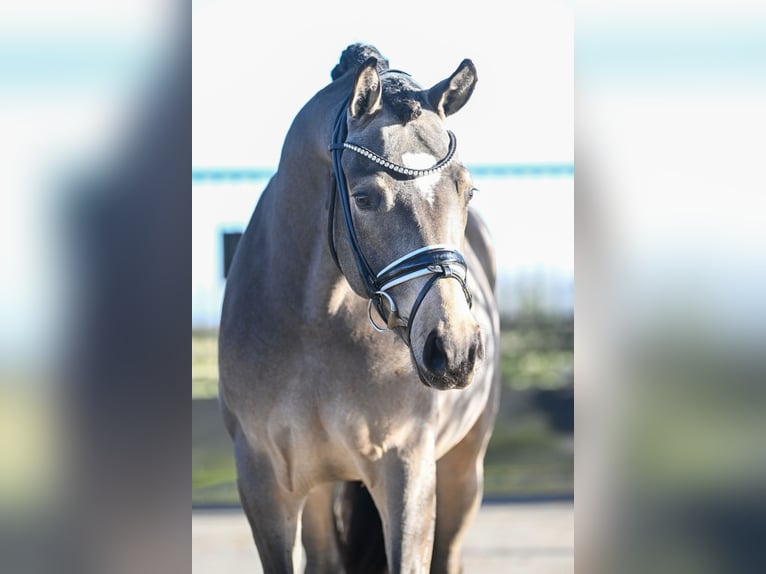 Deutsches Reitpony Hengst 3 Jahre 148 cm Buckskin in Vettweiß