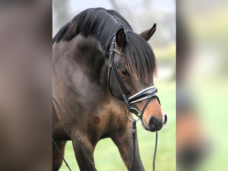 Deutsches Reitpony Hengst 3 Jahre 148 cm Dunkelbrauner in Rehburg-Loccum M&#xFC;nchehagen