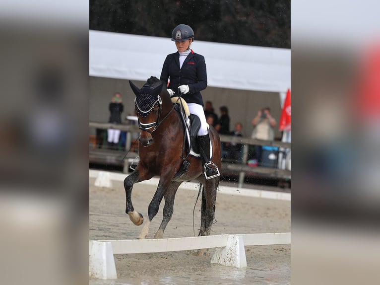 Deutsches Reitpony Hengst 3 Jahre 148 cm Dunkelbrauner in Rehburg-Loccum M&#xFC;nchehagen