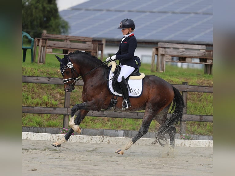 Deutsches Reitpony Hengst 3 Jahre 148 cm Dunkelbrauner in Rehburg-Loccum M&#xFC;nchehagen