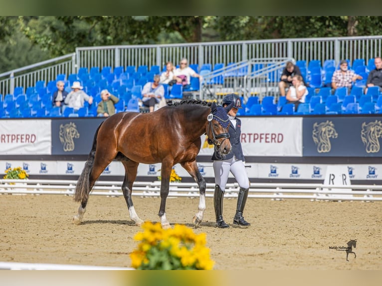 Deutsches Reitpony Hengst 3 Jahre 148 cm Dunkelbrauner in Rehburg-Loccum M&#xFC;nchehagen