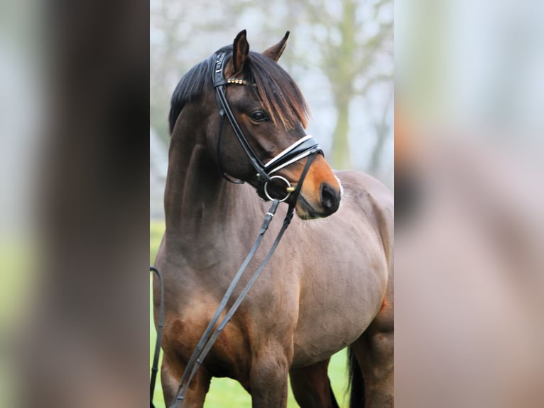 Deutsches Reitpony Hengst 3 Jahre 148 cm Dunkelbrauner in Rehburg-Loccum M&#xFC;nchehagen