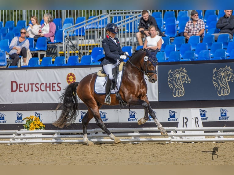 Deutsches Reitpony Hengst 3 Jahre 148 cm Dunkelbrauner in Rehburg-Loccum M&#xFC;nchehagen