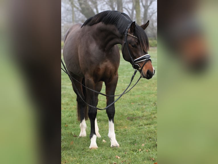 Deutsches Reitpony Hengst 3 Jahre 148 cm Dunkelbrauner in Rehburg-Loccum M&#xFC;nchehagen
