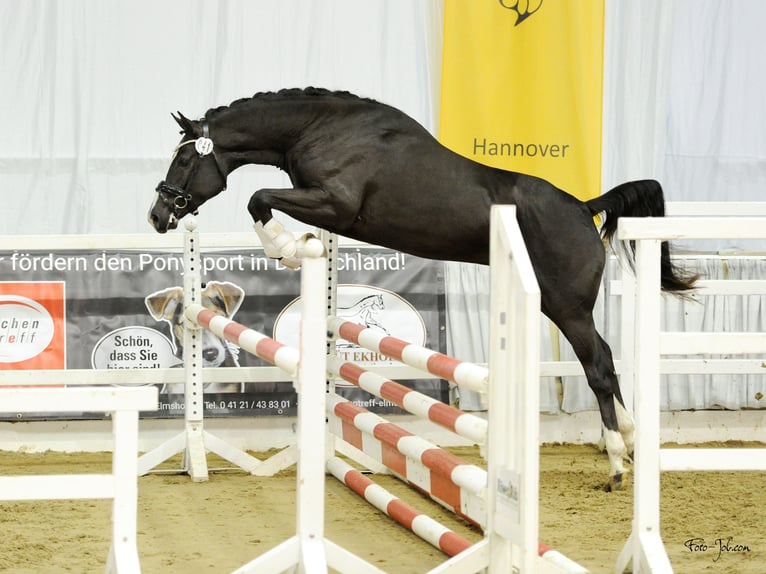 Deutsches Reitpony Hengst 3 Jahre 148 cm Dunkelfuchs in Misselwarden