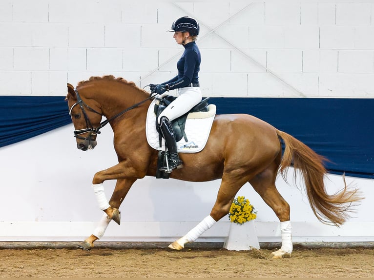 Deutsches Reitpony Hengst 3 Jahre 148 cm Fuchs in Marsberg