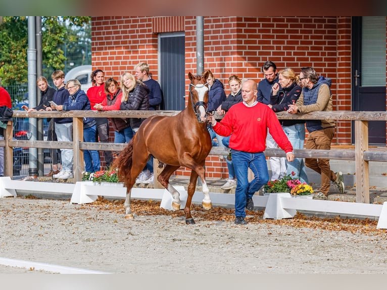 Deutsches Reitpony Hengst 3 Jahre 148 cm Fuchs in Friesoythe