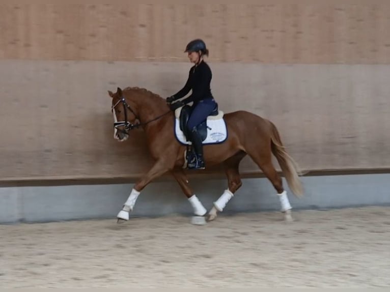 Deutsches Reitpony Hengst 3 Jahre 148 cm Fuchs in Rudersberg