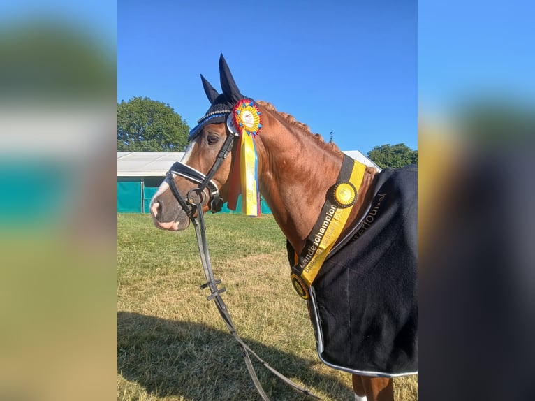 Deutsches Reitpony Hengst 3 Jahre 148 cm Fuchs in Rudersberg