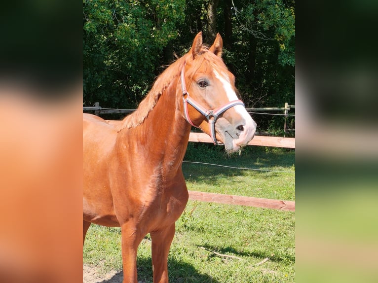 Deutsches Reitpony Hengst 3 Jahre 148 cm Fuchs in Vienenburg