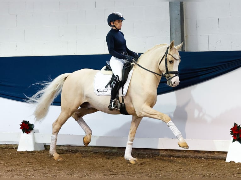 Deutsches Reitpony Hengst 3 Jahre 148 cm Palomino in Marsberg