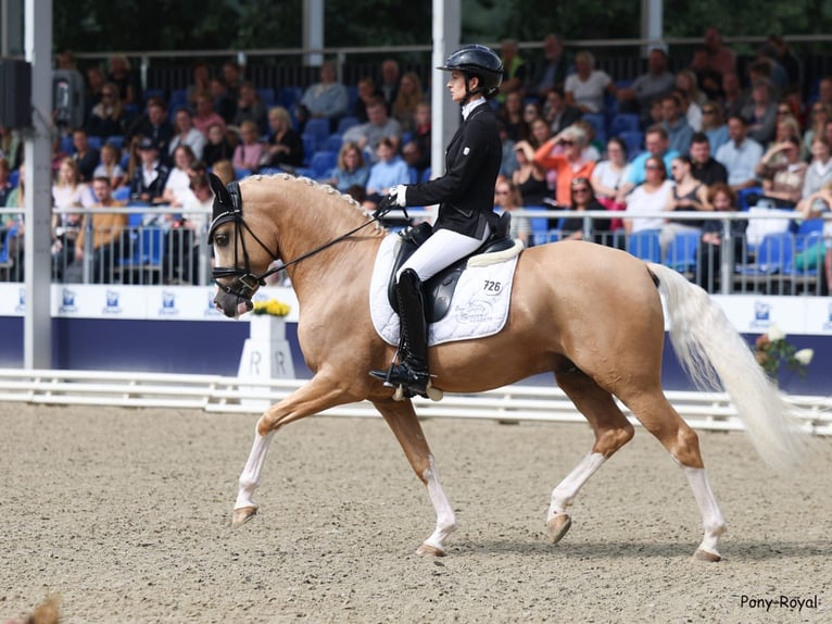 Deutsches Reitpony Hengst 3 Jahre 148 cm Palomino in Marsberg