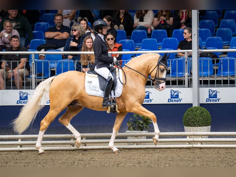 Deutsches Reitpony Hengst 3 Jahre 148 cm Palomino in Marsberg