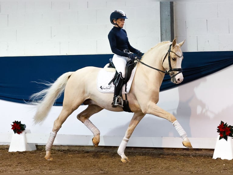 Deutsches Reitpony Hengst 3 Jahre 148 cm Palomino in Marsberg