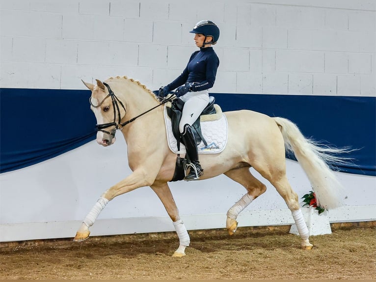 Deutsches Reitpony Hengst 3 Jahre 148 cm Palomino in Marsberg