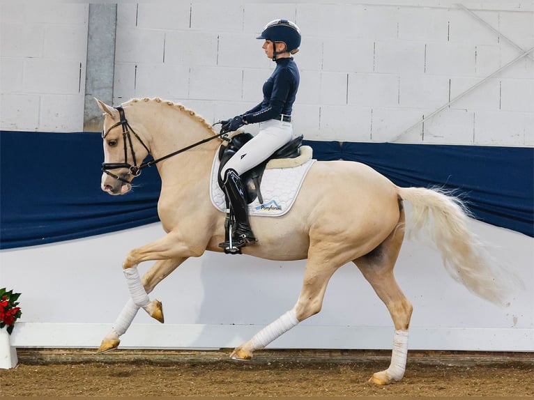 Deutsches Reitpony Hengst 3 Jahre 148 cm Palomino in Marsberg