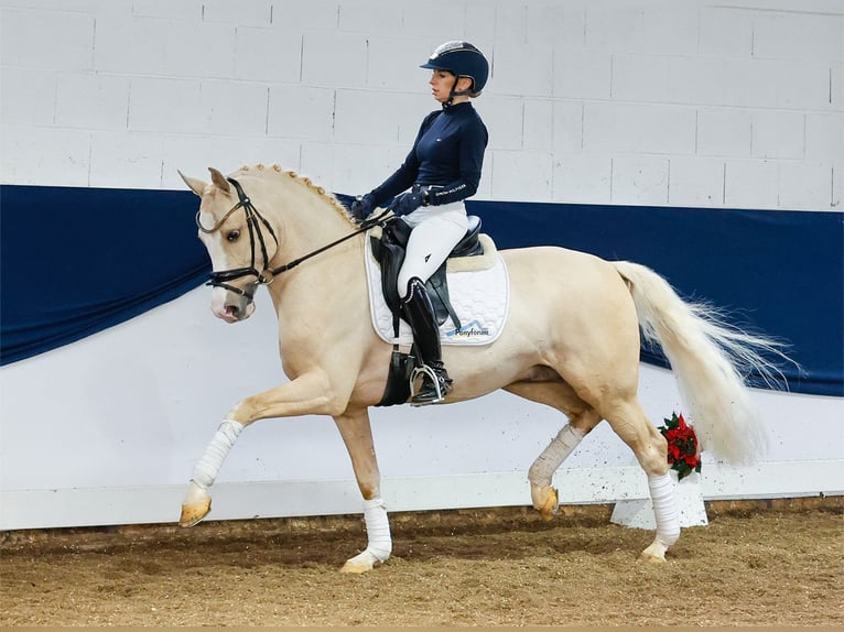 Deutsches Reitpony Hengst 3 Jahre 148 cm Palomino in Marsberg