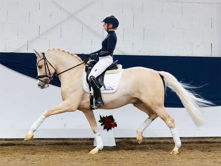 Deutsches Reitpony Hengst 3 Jahre 148 cm Palomino in Marsberg