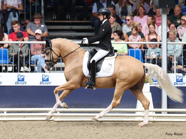 Deutsches Reitpony Hengst 3 Jahre 148 cm Palomino in Marsberg