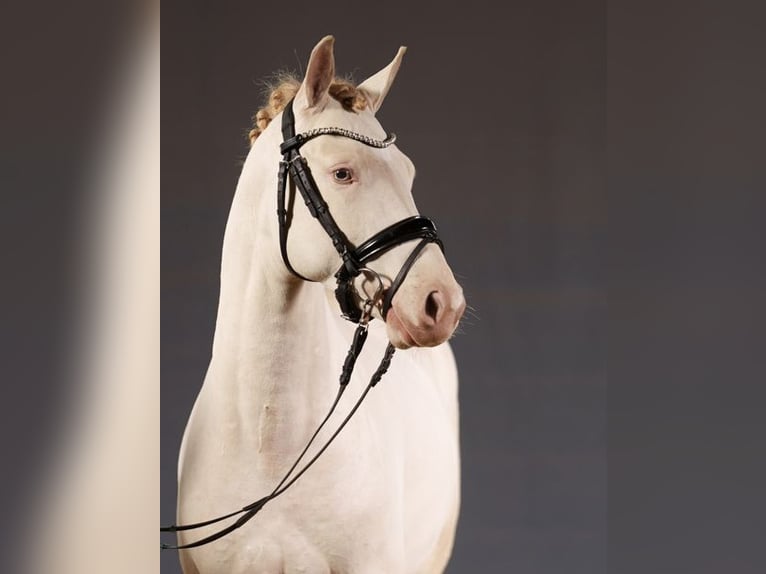 Deutsches Reitpony Hengst 3 Jahre 148 cm Perlino in Neuss