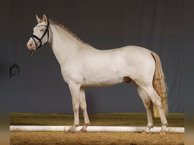 Deutsches Reitpony Hengst 3 Jahre 148 cm Perlino in Neuss