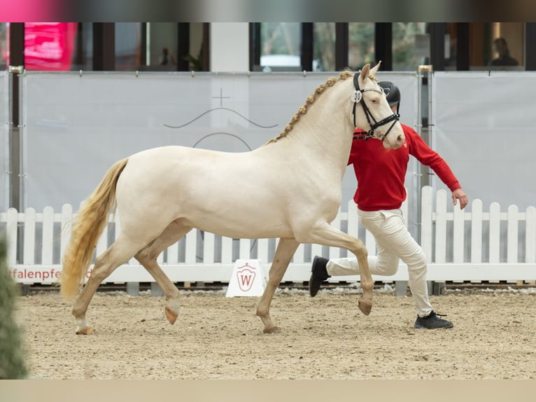 Deutsches Reitpony Hengst 3 Jahre 148 cm Perlino in Neuss