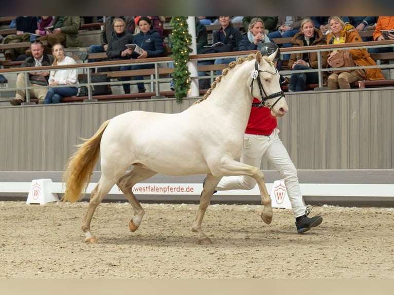 Deutsches Reitpony Hengst 3 Jahre 148 cm Perlino in Neuss