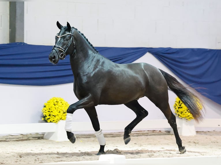 Deutsches Reitpony Hengst 3 Jahre 148 cm Rappe in Marsberg