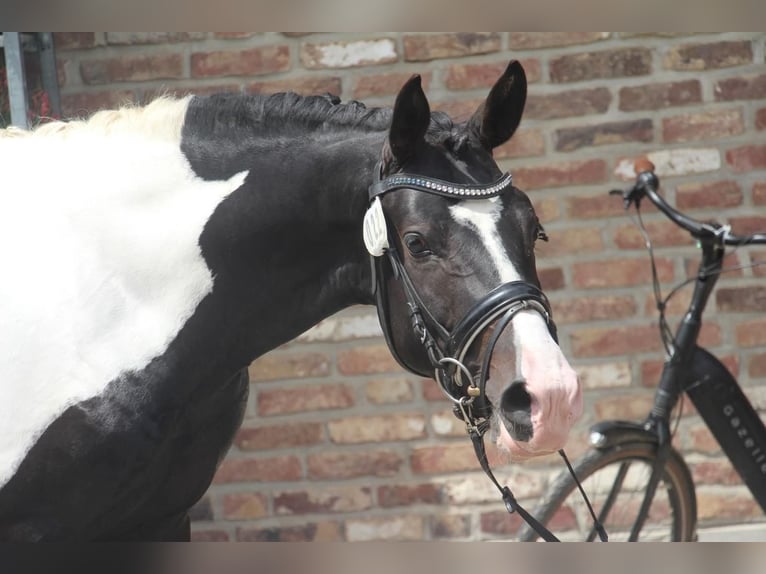 Deutsches Reitpony Hengst 3 Jahre 148 cm Schecke in Gevenbroich